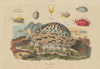 SEA SNAIL. Porcelaines. Mollusc 1833 old antique vintage print picture