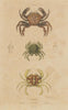 PORTUNUS CRABS. Velvet crab. Marbled swimming crab.Charybdis variegata 1833