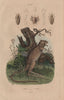 INSECTS/MARSUPIALS. Potoroo. Poux (Lice) 1833 old antique print picture