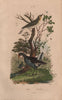 BIRDS. Pouillot (Warbler). Poule D'Eau (Common Moorhen) 1833 old antique print