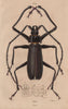 BEETLES. Prioninae (Long Horned Beetle). Insects 1833 old antique print