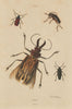 INSECTS. Prioninae (Long Horned Beetle). I 1833 old antique print picture