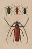 INSECTS. Prioninae (Long Horned Beetle). II 1833 old antique print picture