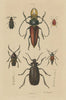 INSECTS. Prioninae (Long Horned Beetle). III 1833 old antique print picture