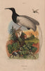 BIRDS. Promerops (Sugarbird) 1833 old antique vintage print picture