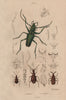 BEETLES INSECTS. Psalidognathus. Pselaphinae. 1833 old antique print picture