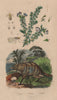 Protèle (Aardwolf). Psocoptera (booklice). Psoralea (tumbleweed) 1833 print