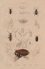 Pterophoridae (plume moth). Ptilium Ptilinus. Ptine (Spider Beetle). Flea 1833