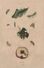 LEPIDOPTERA. Pyralidae (snout moths) 1833 old antique vintage print picture