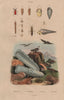 Pygidicrana. Pyramidella. Pyrochroa (Cardinal Beetle). Pyrosoma (tunicate) 1833