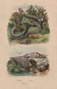 Pyrule (South Seas coral shell). Python 1833 old antique vintage print picture