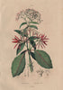 QUININE BARK TREE. Red & grey Quinquina (Cinchona) 1833 old antique print