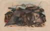 Raies Bouclée Mourine Céphaloptère (Thornback ray / Eagle ray / Manta ray) 1833