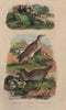 Rainette/European tree frog. Rale d'eau/Water Rail. Rale Genets/Corncrake 1833