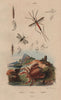 Ranatra bug. Ranina (spanner crab). Raphidioptera (snakeflies) 1833 old print
