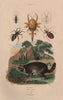 Raccoon. Reduviidae. Masked hunter assassin bug. Assassin bug saw.Remipedia 1833