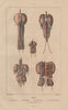 BIRD KIDNEYS. Grebe. Coot. Booted/Short-toed Snake Eagle. Swallow 1833 print