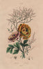 FLOWERS. Ranunculus. Renouée (Knotweed) 1833 old antique vintage print picture