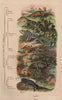 REPTILE CLASSIFICATION. 4 orders. Mèthode de Cuvier 1833 old antique print