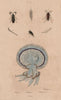 Rhipicera (Australian Dascilloid beetle). Rhipiphorus.Rhizostomae jellyfish 1833