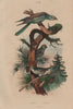 BIRDS. Roitelet (Wren). Rollier (Roller) 1833 old antique print picture