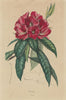PLANTS. Rosage. Flowers 1833 old antique vintage print picture