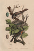 BIRDS. Rossignol (Nightingale) & nid/nest. Rubiette/Rouge-Gorge (Robin) 1833