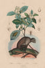 Sagra femorata. Saitis barbipes(jumping spider). Sandalwood.Capuchin monkey 1833