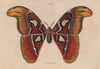 LEPIDOPTERA. Saturnie Atlas (Atlas moth) 1833 old antique print picture