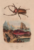 Scarab. Scaridae (Parrotfish). Scarites Eurytus 1833 old antique print picture