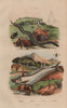 Sigalphinae. Catfish. Greater siren amphibian. Sisyphus (dung beetle) 1833
