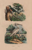 BIRDS. Souimanga (Sunbird). Spatule (Spoonbill) 1833 old antique print picture