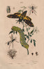Sphérome. Sphex (digger wasp). Sphingidae (hawk/sphinx moth). Caterpillar 1833