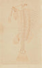 FISH SKELETON. Squelette de Poisson (Skeleton Fish) 1833 old antique print
