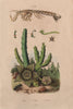 Odontodactylus scyllarus (Peacock Mantis Shrimp). Stapelia. Rove Beetle 1833