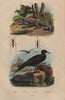 Stellagama stellio. Stenus palposus & Stenopterus beetles. Skua 1833 old print