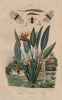 Stratiomys (soldierfly). Strelitzia (bird paradise flower). Stylops insect 1833