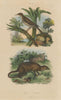 Sucrier (Conebill). Surikate (Meerkat) 1833 old antique vintage print picture