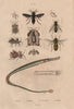 Synagris/potter wasp.Syngnathe/Pipefish.Coreus margin. Episyrphus/hoverfly 1833