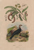 Talégale (Australian Brushturkey). Tamarinier (Tamarind tree) 1833 old print