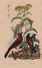TANAGERS. Tansy. Scarlet T./Piranga olivacea. T. chilensis/Paradise Tanager 1833