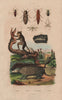 Tarsier. Tatou (Armadillo). Taupin (click beetle). Teigne (moth) 1833 print
