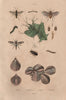 Mealworm. Tenthredes (Sawflies). Téphrites (Euthera fly). Terebratulids 1833