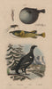 Grouse. Tetrarhynchus. Long-horned Groundhopper. Pufferfish 1833 old print