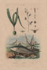 Thiebautie. Thomisidae (Crab Spider). Thon (Tuna) 1833 old antique print