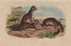 MAMMALS. Tigre (Tiger) 1833 old antique vintage print picture