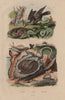 Tonna galea (Giant Tun Snail). Torcol (Wryneck). Tornatelle 1833 old print