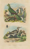 Touroco (Guinea Turaco bird). Tournepierre (Eurasian Wryneck). Trachyde 1833
