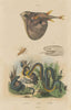 Trimérésure (Gartersnake). Triodon (Threetooth pufferfish) Triongulin 1833