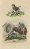 Tritonia (gastropod). Troglodyte (Wren). Trochidae (Top Snails) 1833 old print